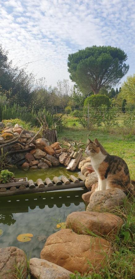 Roulotte En Bois Sud France Casa de hóspedes Le Soler Exterior foto